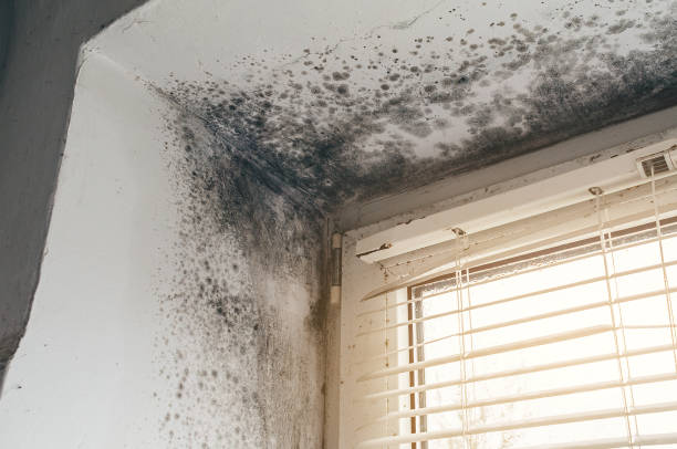 Affordable Attic Mold Remediation solutions in Frisco, TX