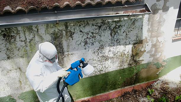 Top rated local Attic Mold Remediation specialists in Frisco, TX